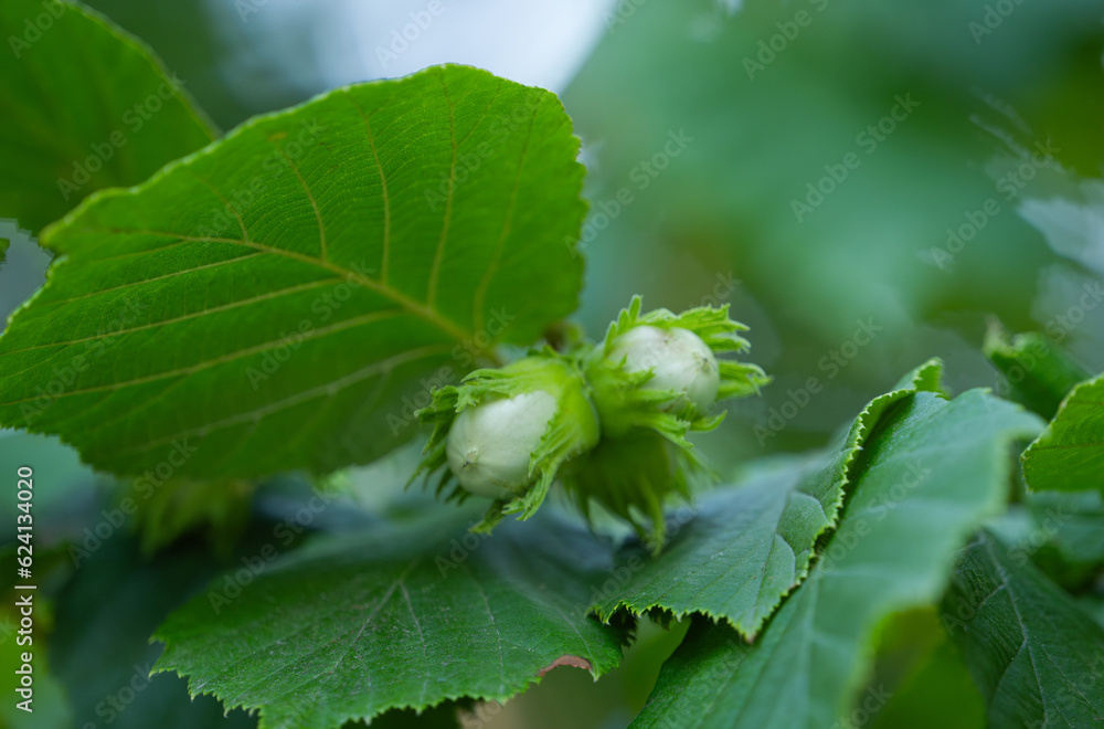 Wall mural walnut hazel on a tree in summer