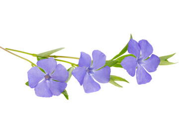 Fototapeta na wymiar periwinkle flowers isolated