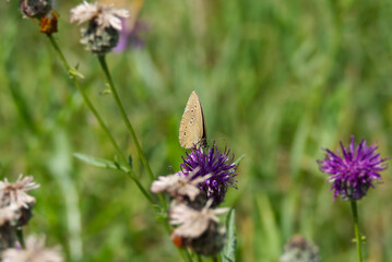 Ringlet (Aphantopus hyperantus) butterfly sitting on a pink scabiosa in Zurich, Switzerland