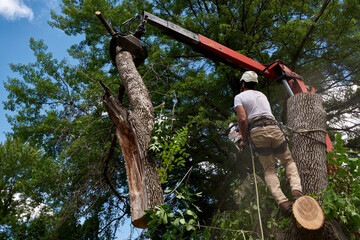 Arborist taking down a deceased tree in an urban setting. Timing is important between the arborist and crane operator.