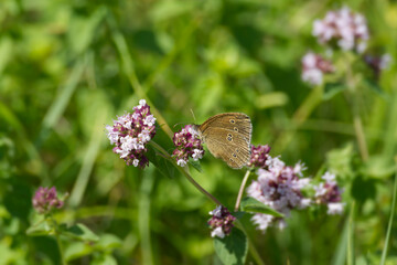 Ringlet (Aphantopus hyperantus) butterfly sitting on a pink flower in Zurich, Switzerland