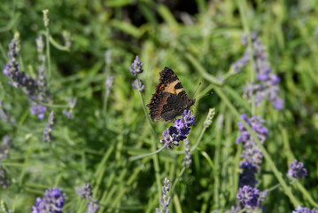 Small tortoiseshell butterfly (Aglais urticae) perched on lavender plant in Zurich, Switzerland