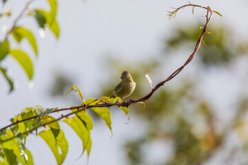 Yellow-browed tit (Sylviparus modestus) at Rishop, Kalimpong, West Bengal, India