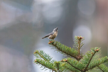 Grey-crested tit (Lophophanes dichrous) at Mandala Top, Arunachal Pradesh, India.