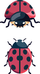 Ladybug coccinellid insect flat style vector illustration, front view and top view , lady birds or  lady cows , beetle stock vector image