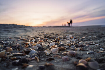 Seashells On the Beach at Sunset Horizontal