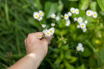 dłoń trzymająca białe kwiatki na tle zieleni  - 624136279