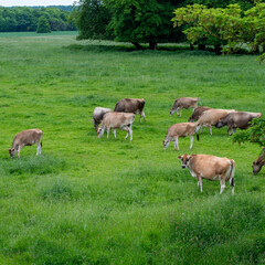 Obraz na płótnie Canvas Brodsworth Hall , Doncaster , UK - Herd of Cows