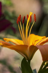 Detail of blooming orange Lily