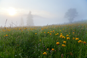 Sunrise over mountain meadow with yellow flowers and spruce trees in fog. Ukraine, Carpathians.
