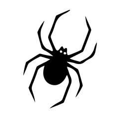 spider isolated on white background