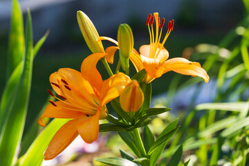 Fototapeta premium Detail of blooming orange Lily