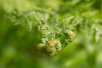 Young green plant in macro image