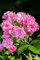 Fototapeta premium Pink roses on a bush in bloom