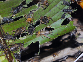 
Some crickets perched on the surface of an almost rotten banana leaf, which is their food. Crickets are bred to feed chattering birds.