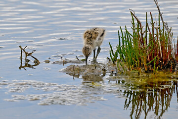 freshly hatched Pied avocet // frisch geschlüpfter Säbelschnäbler (Recurvirostra avosetta) 