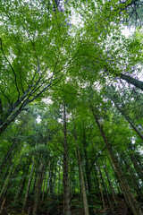 Beautiful green summer forest in the mountains after the rain