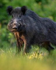Wild boar closeup at summer forest scenery