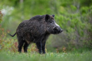 Naklejka na ściany i meble Big male wild boar with forest background