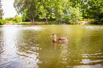 Wild duck swim near the river bank. Reflection in the water. The waves spread out in circles. Green leaves on trees.