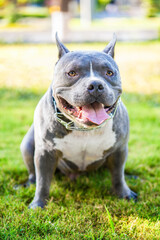 American Bully dog on the grass background