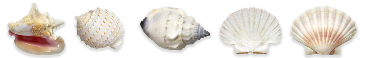 Collection of sea shells on a transparent background