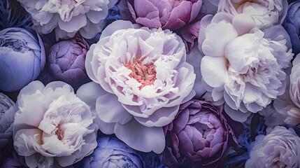 Peonies © TA