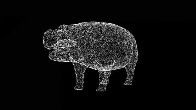 3D hippopotamus rotates on black bg. Wild animal in the nature habitat. African wildlife. Travel and tourism. Dangerous big animal. For title, text, presentation. 3D animation 60 FPS