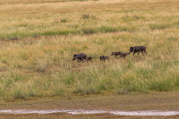 Family of Wild Boar moving