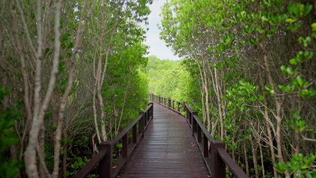 walkway weaves through the lushness of Thailand's enchanting forest. Sunlight filters through the foliage, illuminating a picture path that beckons you to embrace the serenity and beauty of nature .