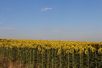 A field of sunflowers with blue sky