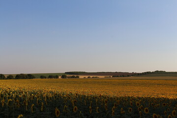 Fototapeta na wymiar A field of sunflowers