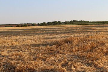 A field of grass with trees in the background