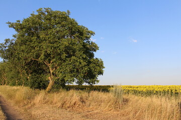 Obraz premium A tree in a field