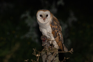 Tyto alba