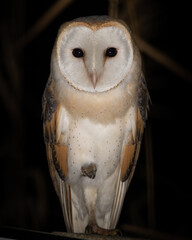 Tyto alba