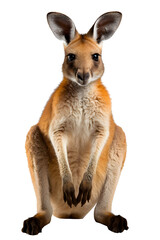 kangaroo isolated on transparent background ,generative ai