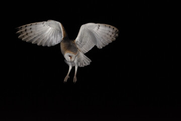 Tyto alba