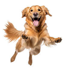 Realistic picture of a cute happy dog. Jumping on transparent background (png)