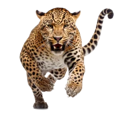 Papier Peint photo Lavable Léopard Realistic illustration of a leopard jumping on a transparent background (png).