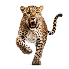 Foto op Plexiglas Luipaard Realistic illustration of a leopard jumping on a transparent background (png).