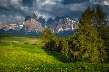 Alpine landscape with larch forest and flowery fields, Dolomites