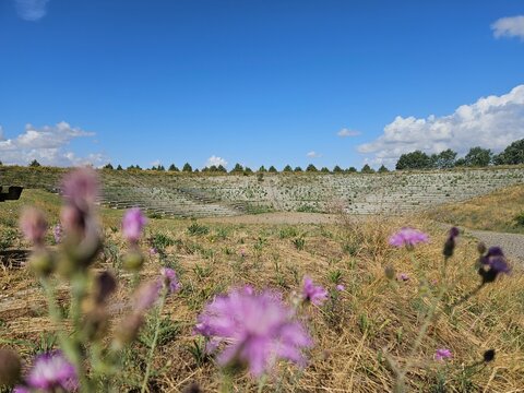 Blick durch lila Blumen auf alte Sitzr&auml;nge