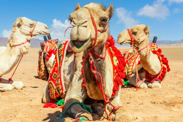 Harnessed cute riding camels resting in the desert, Al Ula, Saudi Arabia