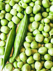 Harvest organic vegetables green peas.