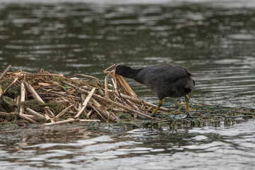 Coot  building nest on top of some old fencing