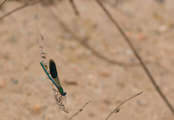 bright dragonfly on a dry branch of a plant