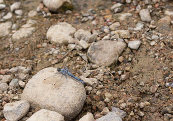 dragonfly on a stone, river bank