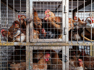 Chicken being sold at the local wet market © MohdNorAzmil