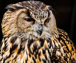 great horned owl